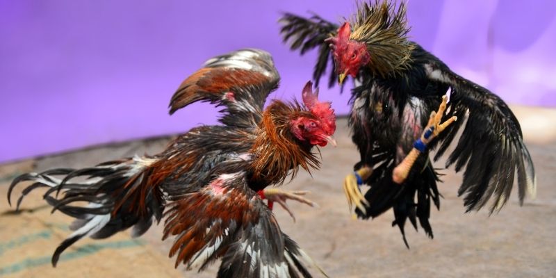 uk 88 KM Game Bài 3d