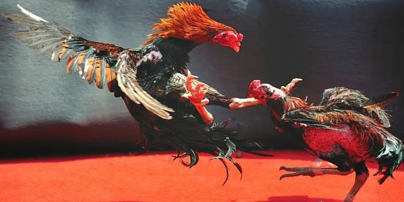 bắn cá h5 chơi ngay