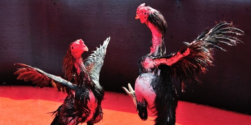 uk 88 thị trường baccarat là gì