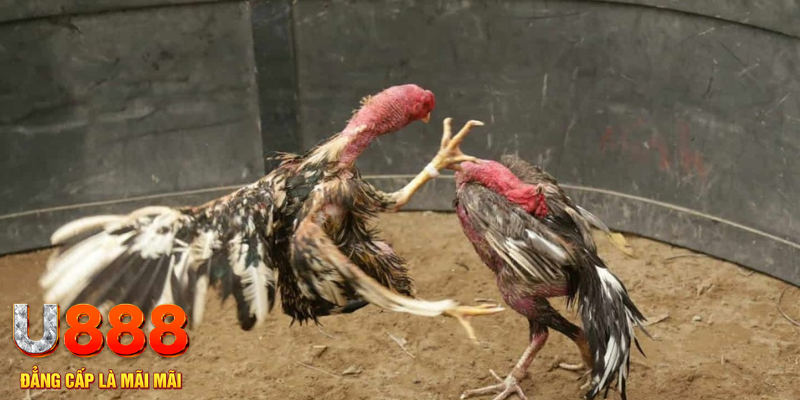 uk 88 đăng nhập tiến lên miền nam số 1